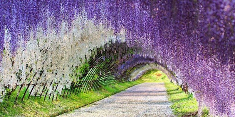 Spot Wisata Favorit Terbaru di Jepang