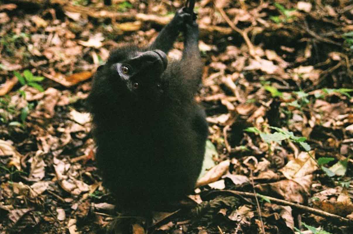 10 Tempat Wisata di Indonesia Bagi Para Pencinta Hewan