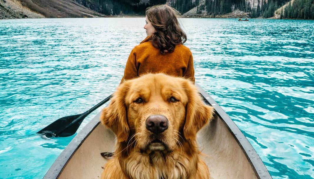 Tips Berlibur Bersama Anjing Kesayangan Anda