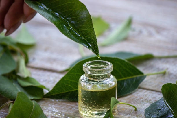 Manfaat Tea Tree Oil untuk Wajah yang Wajib Diketahui