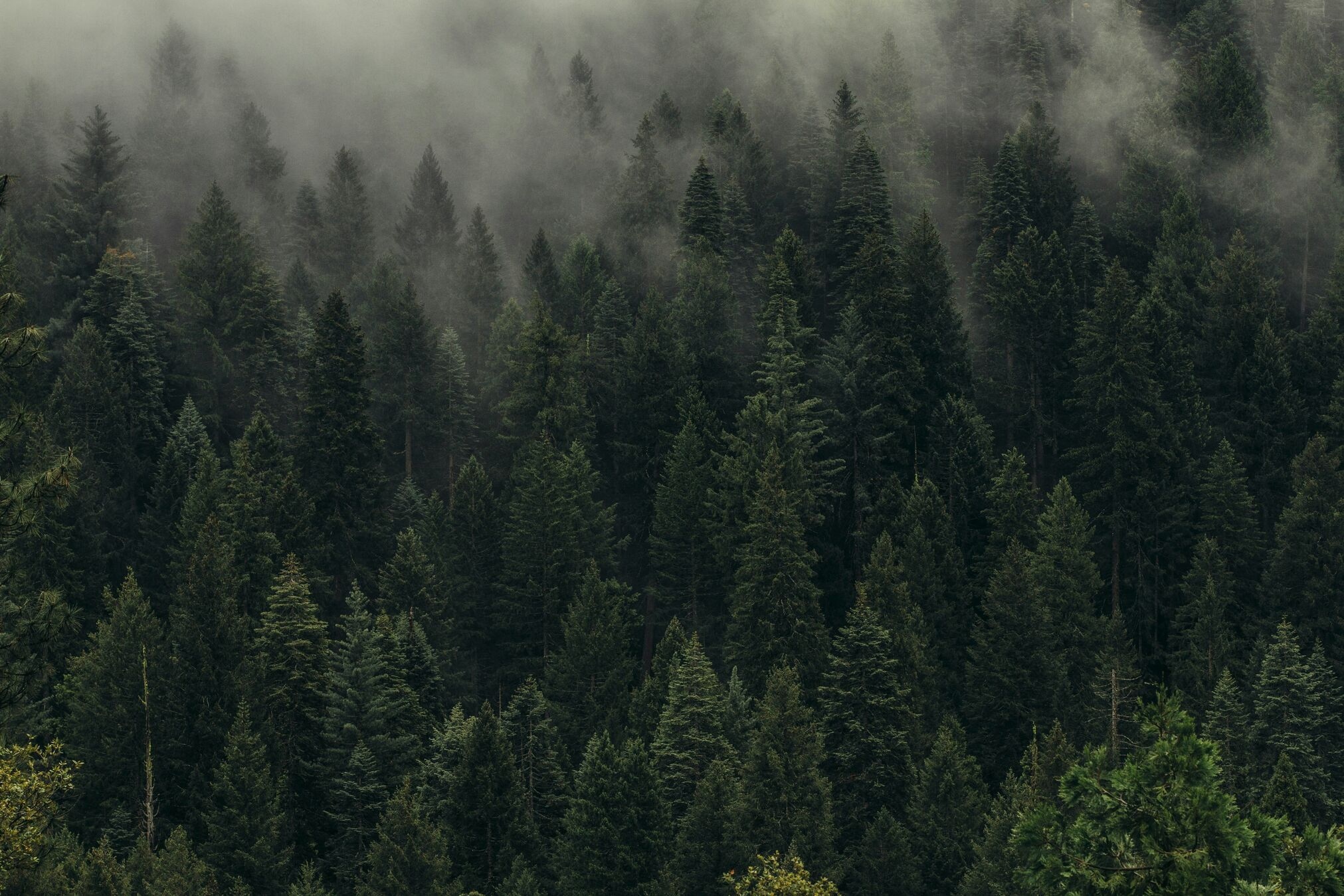 Lukisan hutan pinus