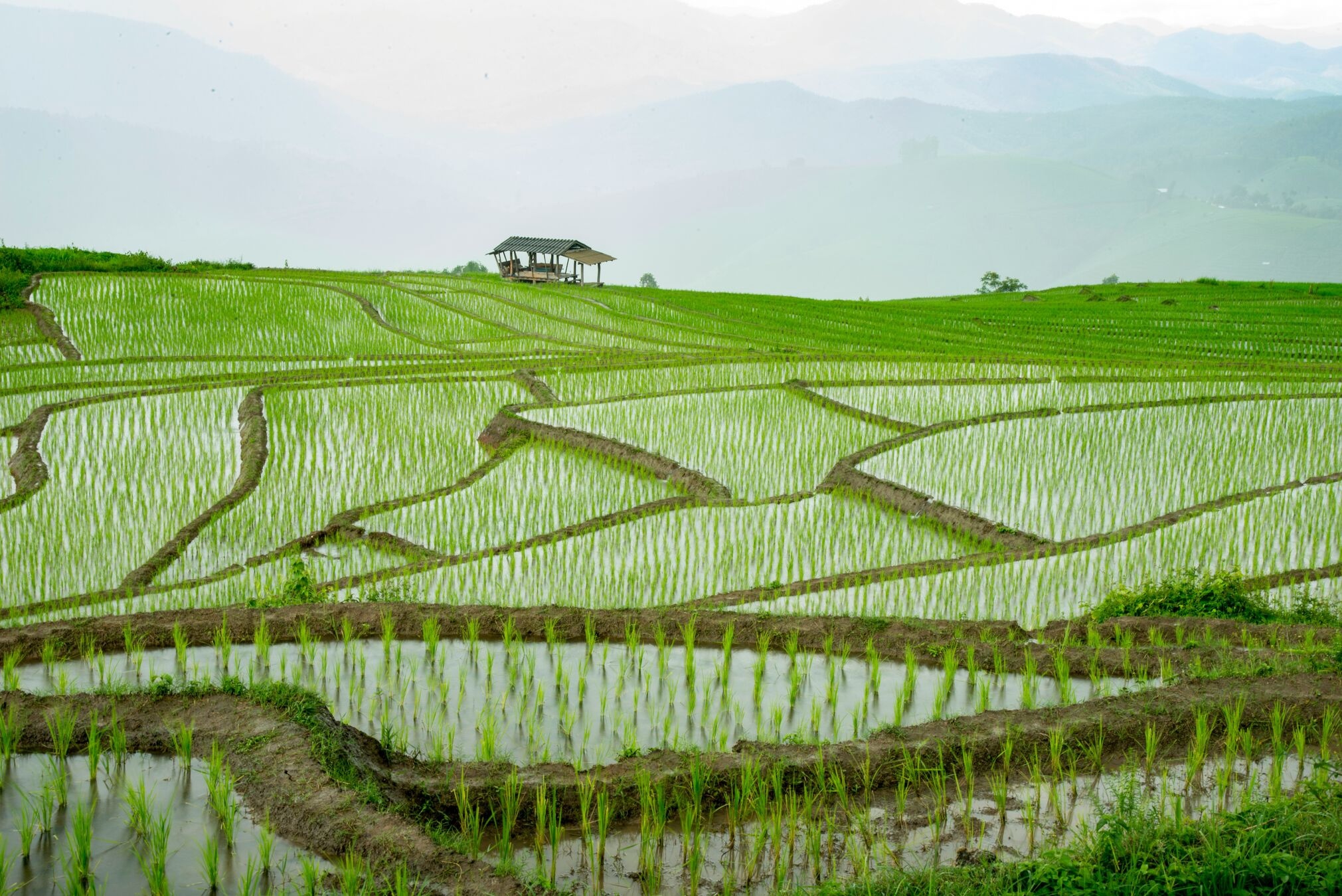 Lukisan Sawah