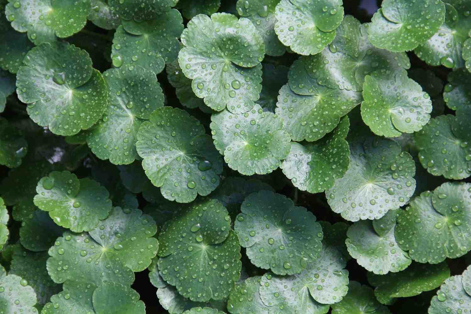 Mengenal Manfaat Centella Asiatica, Bahan Alami Favorit Para Dermatologis