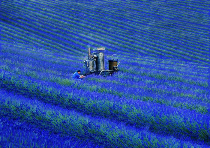 Lavender, Wujud Cinta dari Provence