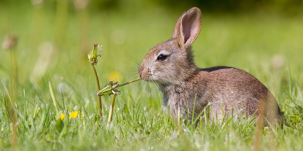 Estée Lauder Ikut Turut Melarang Animal Cruelty Tahun 2023