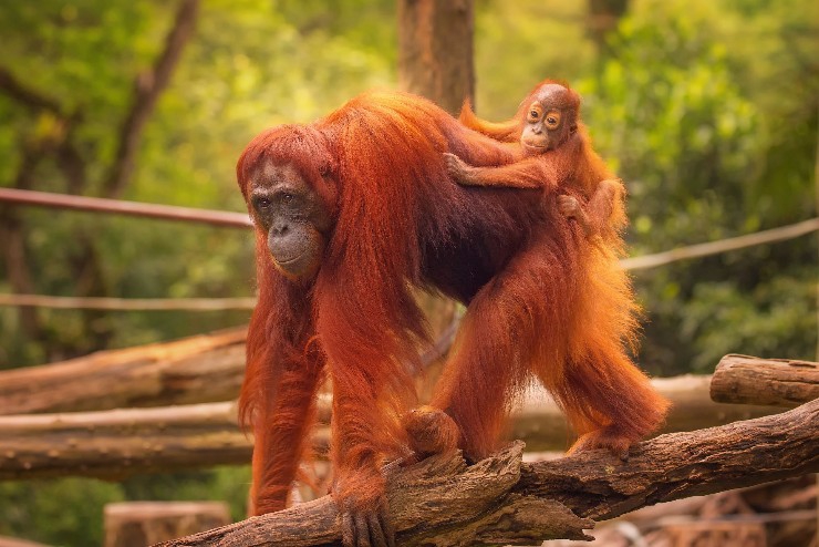 BBC Earth dan Instagram Turut Melindungi Hewan Langka