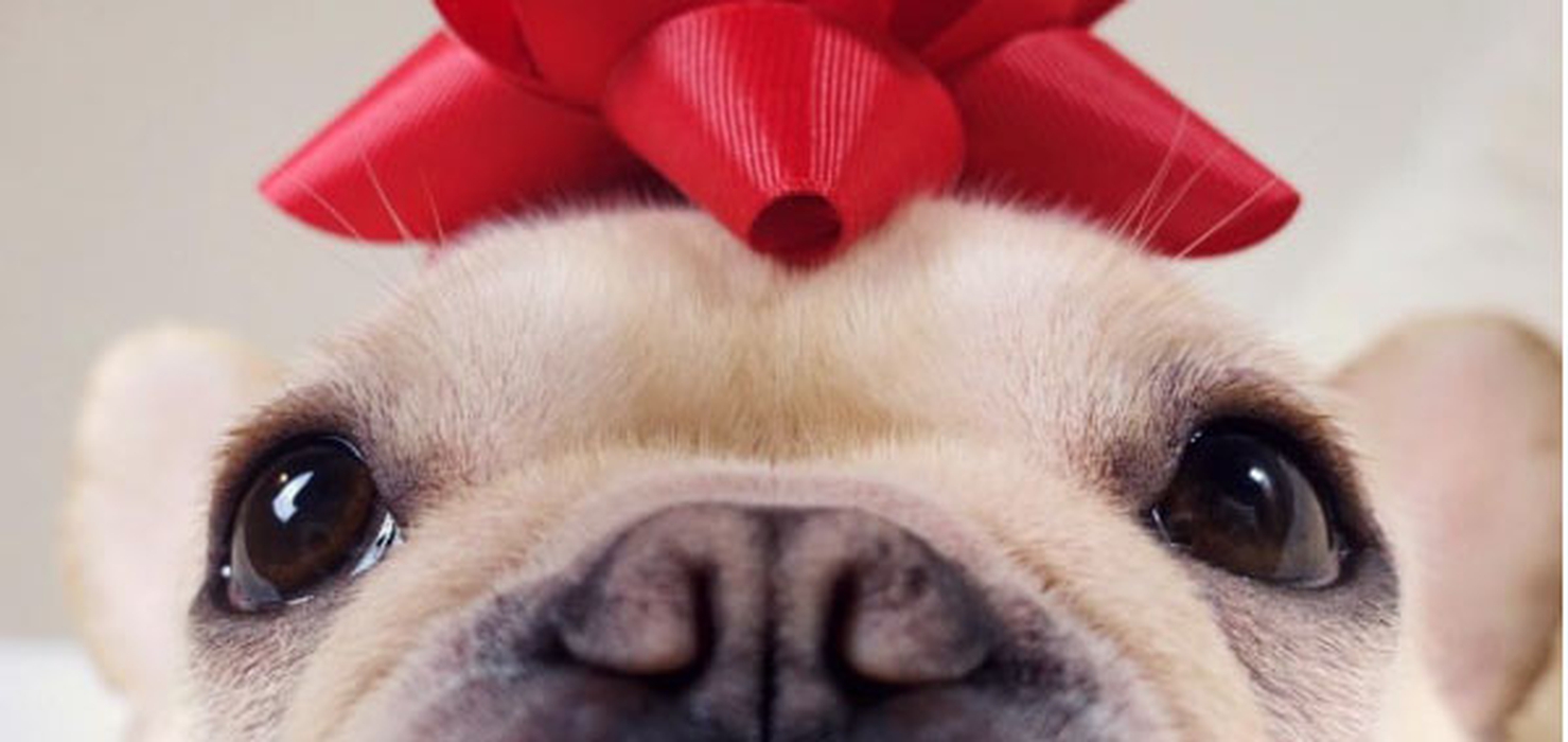 10 Hal yang Harus Diketahui Sebelum Memelihara Anjing