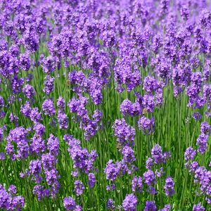 Minyak Lavender Sebagai Eliksir Alami untuk Relaksasi