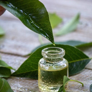 Manfaat Tea Tree Oil untuk Wajah yang Wajib Diketahui