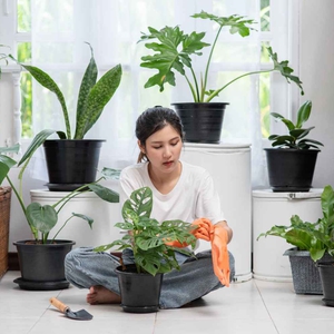5 Tanaman Hias Pemurni Udara yang Wajib Dimiliki