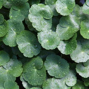 Mengenal Manfaat Centella Asiatica, Bahan Alami Favorit Para Dermatologis