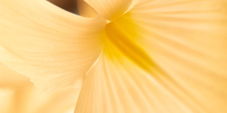 Bulgari Merilis Tiga Parfum Terbaru Beraroma Floral