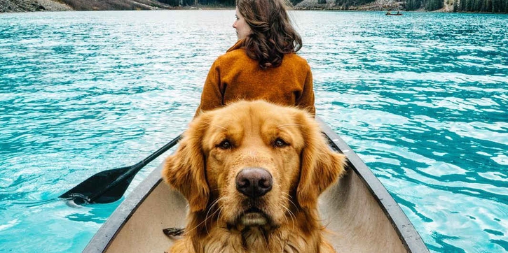 Tips Berlibur Bersama Anjing Kesayangan Anda