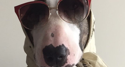 Selebriti Baru Instagram