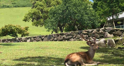 Nara, Kota Sekaligus Habitat Rusa di Jepang