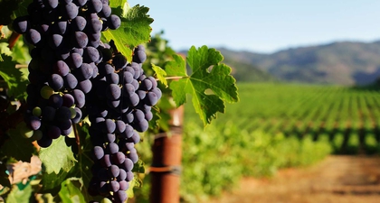 Ini Perbedaan Sparkling Wine dengan Champagne, Prosecco, dan Cava, Serupa Tapi Tak Sama