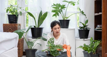 5 Tanaman Hias Pemurni Udara yang Wajib Dimiliki