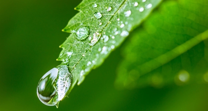 Cantik Dengan Air Embun