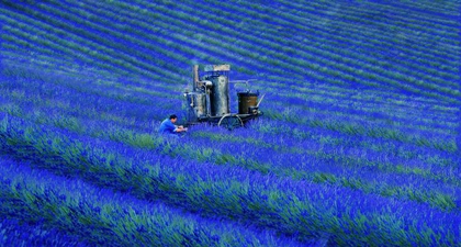 Lavender, Wujud Cinta dari Provence