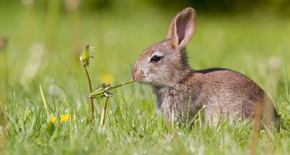 Estée Lauder Ikut Turut Melarang Animal Cruelty Tahun 2023