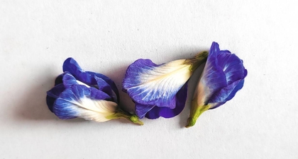 Manfaat Luar Biasa Bunga Telang untuk Menjaga Kesehatan dan Kecantikan Wajah