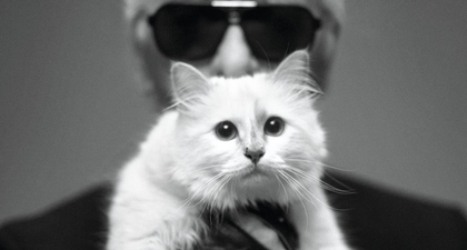 Fakta Tentang Kucing Karl Lagerfeld yang Sangat Cantik, Choupette