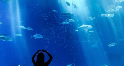 Ini Satwa Terbaru di Jakarta Aquarium &amp; Safari: Remy, Capybara dan Holy, The Seal