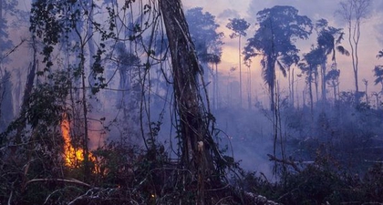 Tentang Kebakaran Hutan Hujan Amazon Semakin Memburuk